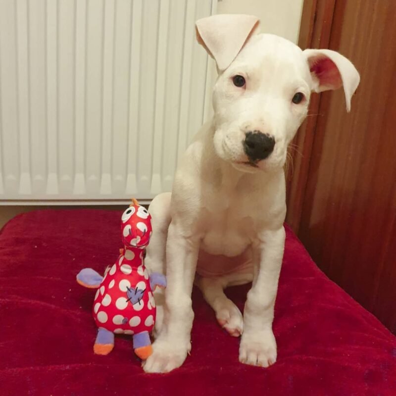 dogo argentino puppies for sale